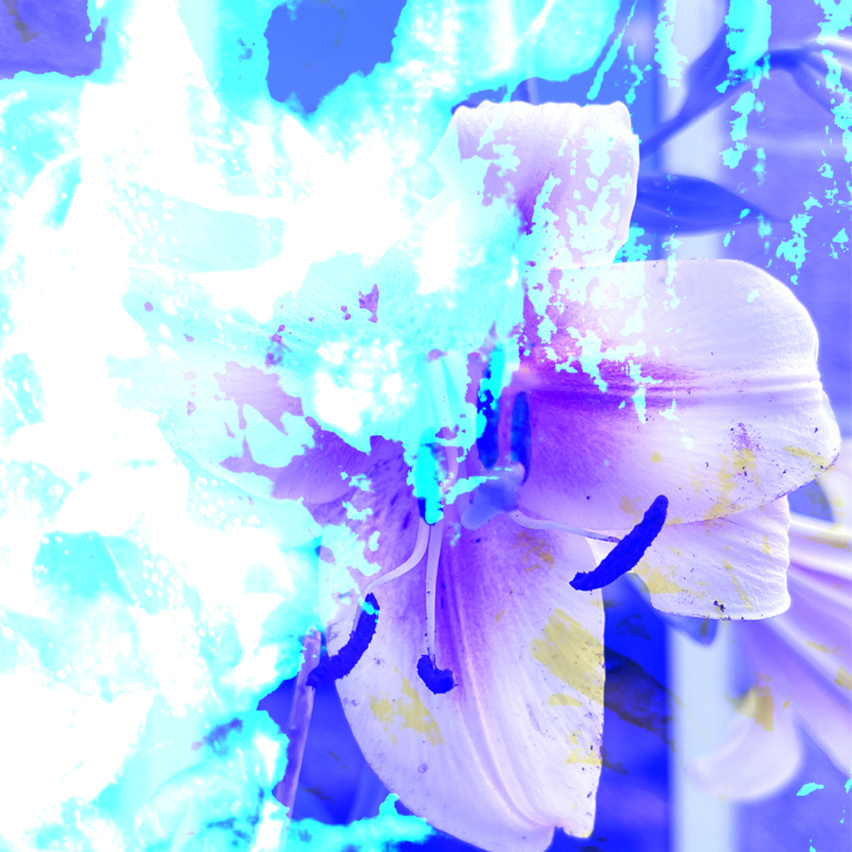 Abstract blue and violet flower image from a film presented by frise lumière at Klang im Dach
